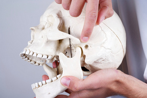 A model of a human skull with a clicking jaw from TMJ