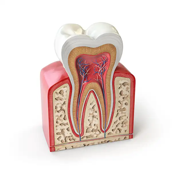 3D rendered cross-section view of a tooth and its roots.